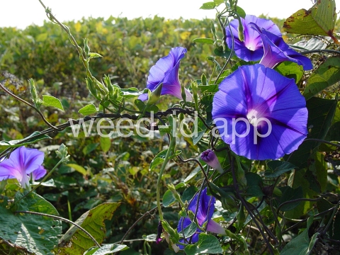 morningglory, tall